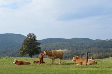 13243688_995528040542914_1258252652206769023_o