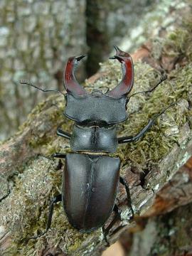 Lucanus_cervus
