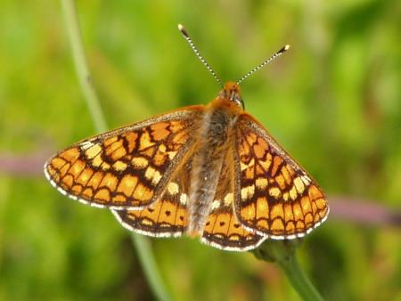 Euphydryas_aurinia