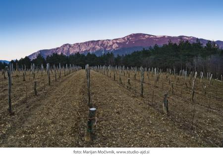 Burja_vinograd_Orehovica