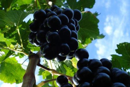 441408DSC00517-scaled-750x500