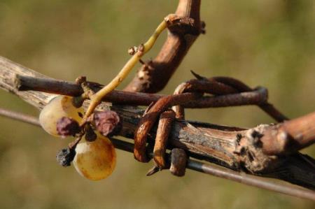 347846zvokelj_detajl