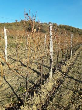 23783842_168684223871566_4380891139365560490_o