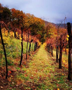 262040301_426010529060123_3864785272883741669_n